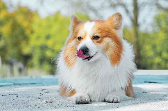 Overweight, Obesity, and Pain in Dogs: Prevention and Action Plans